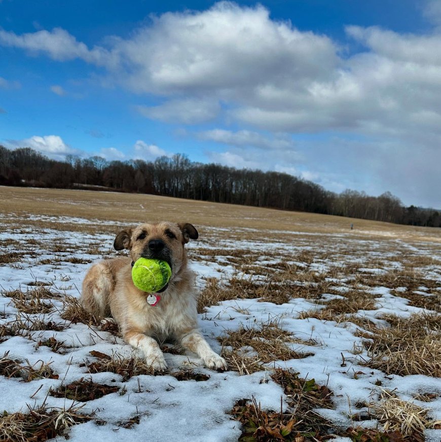 Luna the dog lying in a snowy field with a tennis ball in her mouth
